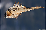 formatfüllend... Bartgeier *Gypaetus barbatus*