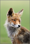 Fuchsportrait... Rotfuchs *Vulpes vulpes*