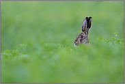 mitten im Salat... Feldhase *Lepus europaeus*