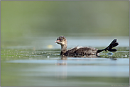 große Füße... Schwarzhalstaucher *Podiceps nigricollis*