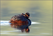 huckepack... Schwarzhalstaucher *Podiceps nigricollis*