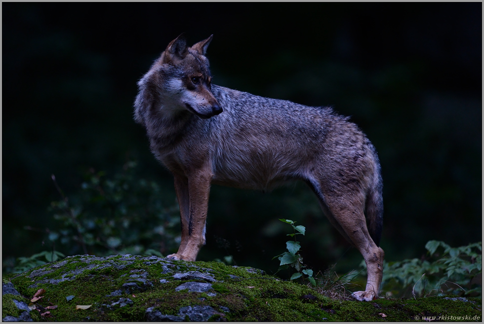 im Dunkel der Nacht... Grauer Wolf *Canis lupus*