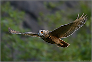 lautloser Gleitflug... Europäischer Uhu *Bubo bubo*