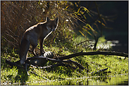 für einen kurzen Moment... Rotfuchs *Vulpes vulpes*