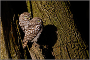 tiefstehende Sonne... Steinkäuze *Athene noctua*