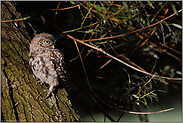 am Stamm der alten Weide... Steinkauzästling *Athene noctua*