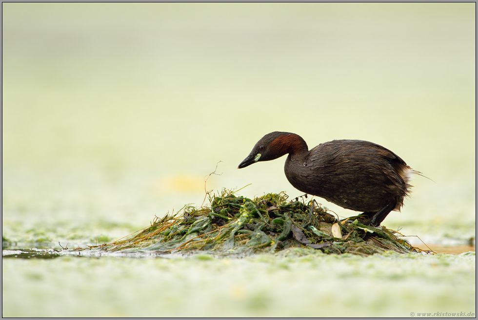 Nistvorbereitungen... Zwergtaucher *Tachybaptus ruficollis*