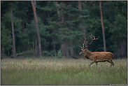 gemächlich... Rothirsch *Cervus elaphus*