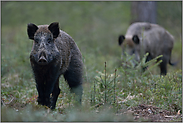 misstrauisch... Wildschwein *Sus scrofa*