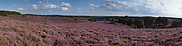 Heidepanorama... Heideblüte *Veluwe*