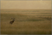 Steppentier... Rothirsch *Cervus elaphus*