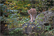 heimlicher Jäger... Eurasischer Luchs *Lynx lynx*