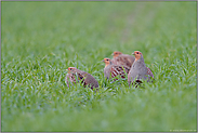 eine kleine Gesellschaft... Rebhühner *Perdix perdix*