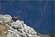 Blick ins Tal... Gämse *Rupicapra rupicapra*