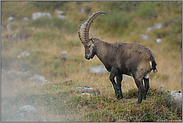 aufziehender Nebel... Steinbock *Capra ibex*