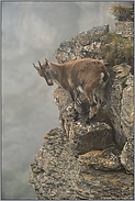 im dichten Nebel... Alpensteinbock *Capra ibex*