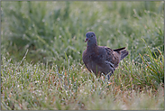 ein Jungvogel... Ringeltaube *Columba palumbus*