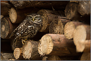 Tagesversteck im Holzstapel... Steinkauz *Athene noctua*