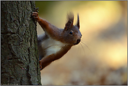 Puschelohr... Europäisches Eichhörnchen *Sciurus vulgaris*