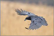 aufgefächerte Flügel... Kolkrabe *Corvus corax*