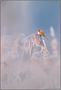 in der Früh... Bartmeise *Panurus biarmicus*