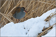 Schnee im Schilf... Wasserralle *Rallus aquaticus*