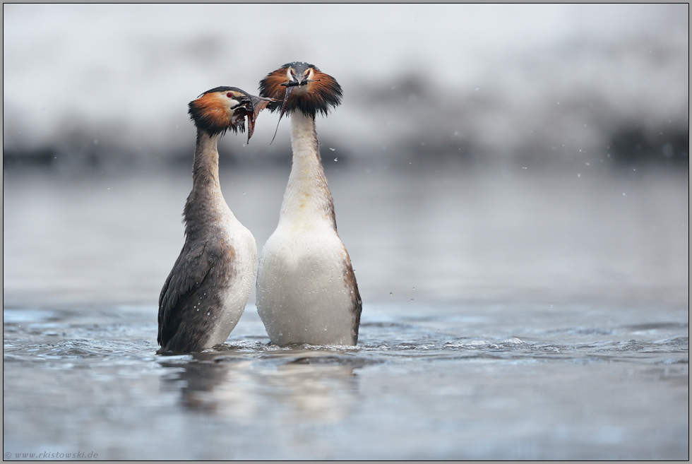 der Pinguintanz... Haubentaucher *Podiceps cristatus*