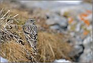 mal anders... Alpenbraunelle  *Prunella collaris*, rückwärtige Ansicht