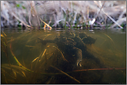 Einblicke... Erdkröten *Bufo bufo*