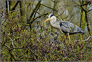 der Nachwuchs ist da... Graureiher *Ardea cinerea*