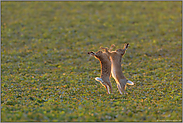 das Duell...  Feldhasen *Lepus europaeus*