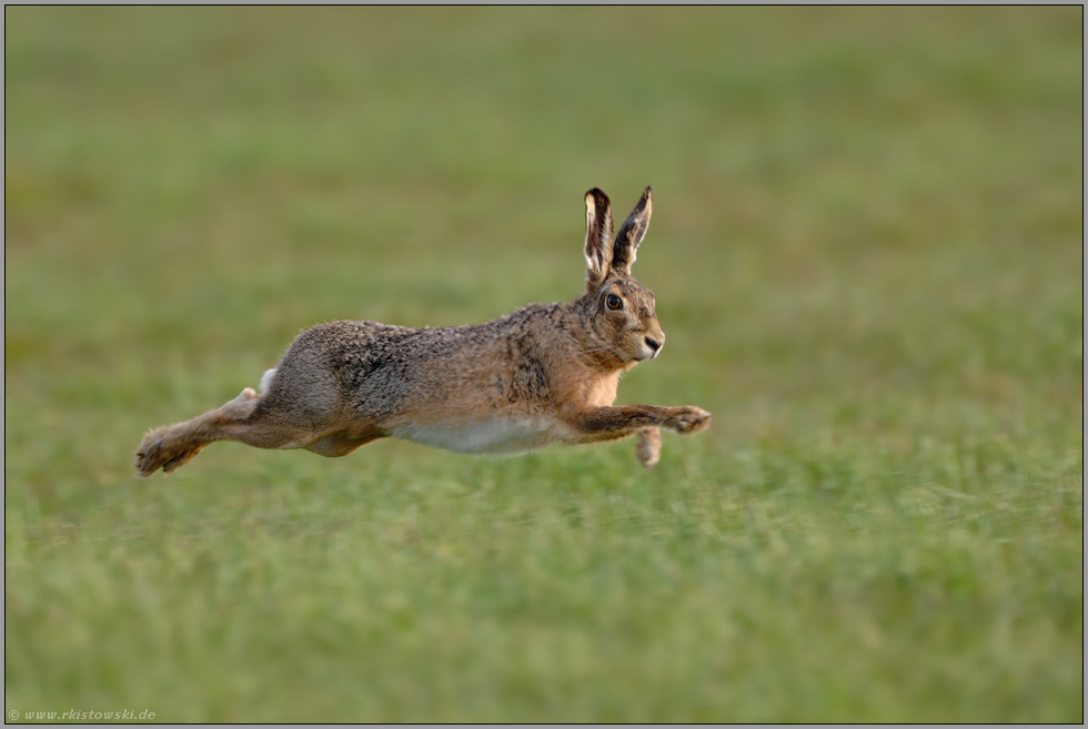 Die Magie des Zeichenlehrers: Ein Hase springt in die Herzen