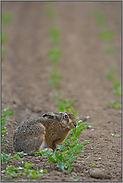 Erntehelfer... Feldhase *Lepus europaeus*