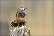 in voller Pracht... Blaukehlchen *Luscinia svecica*