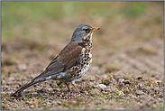 stets wachsam... Wacholderdrossel *Turdus pilaris*