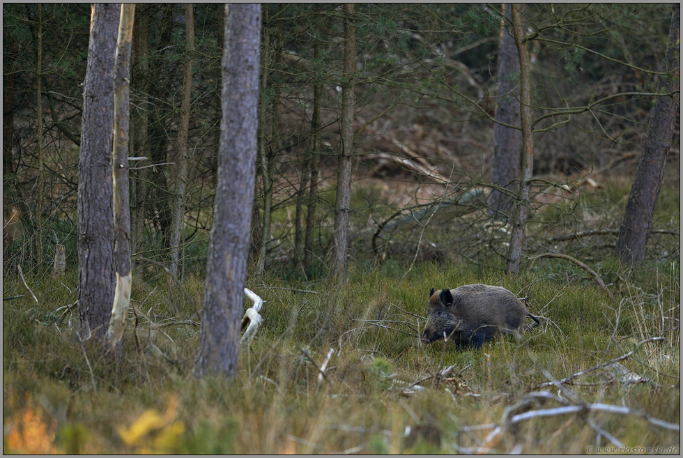 auf der Brache... Wildschwein *Sus scrofa*