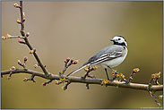 eher selten... Bachstelze *Motacilla alba*