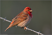 Farbtupfer... Karmingimpel *Carpodacus erythrinus*