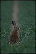 kritischer Blick... Feldhase *Lepus europaeus*