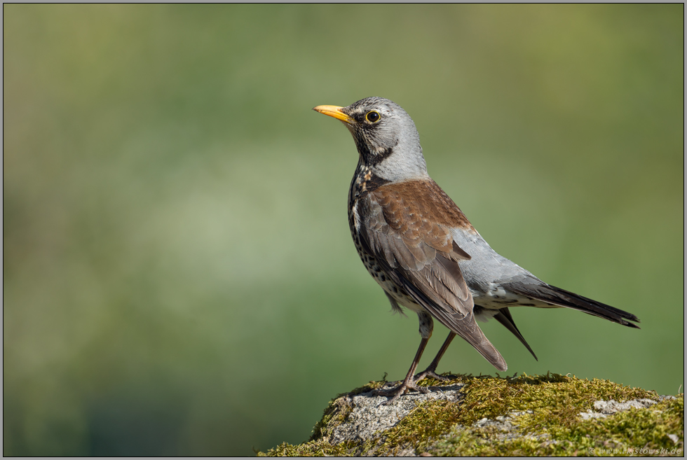aufgeregt... Wacholderdrossel *Turdus pilaris* (www ...