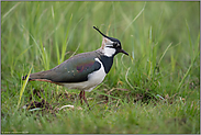 Bodenbrüter... Kiebitz *Vanellus vanellus*