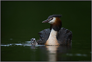 Mama ist die Grösste... Haubentaucher *Podiceps cristatus*