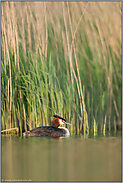 an der Schilfkante... Haubentaucher *Podiceps cristatus*
