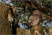 rückblickend... Steinkauz *Athene noctua*