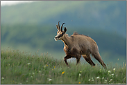 Aufstieg auf die saftigen Bergwiesen... Gämse *Rupicapra rupicapra*