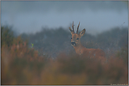 vor Sonnenaufgang... Rehbock *Capreolus capreolus