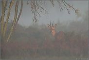 eingerahmt... Rehbock *Capreolus capreolus*