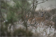 ein kühler Morgen... Rehbock *Capreolus capreolus*