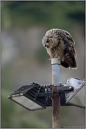 von oben herab... Europäischer Uhu *Bubo bubo*