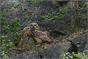 Kuschelfaktor... Europäischer Uhu *Bubo bubo*